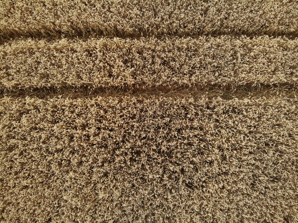 common carpet problems