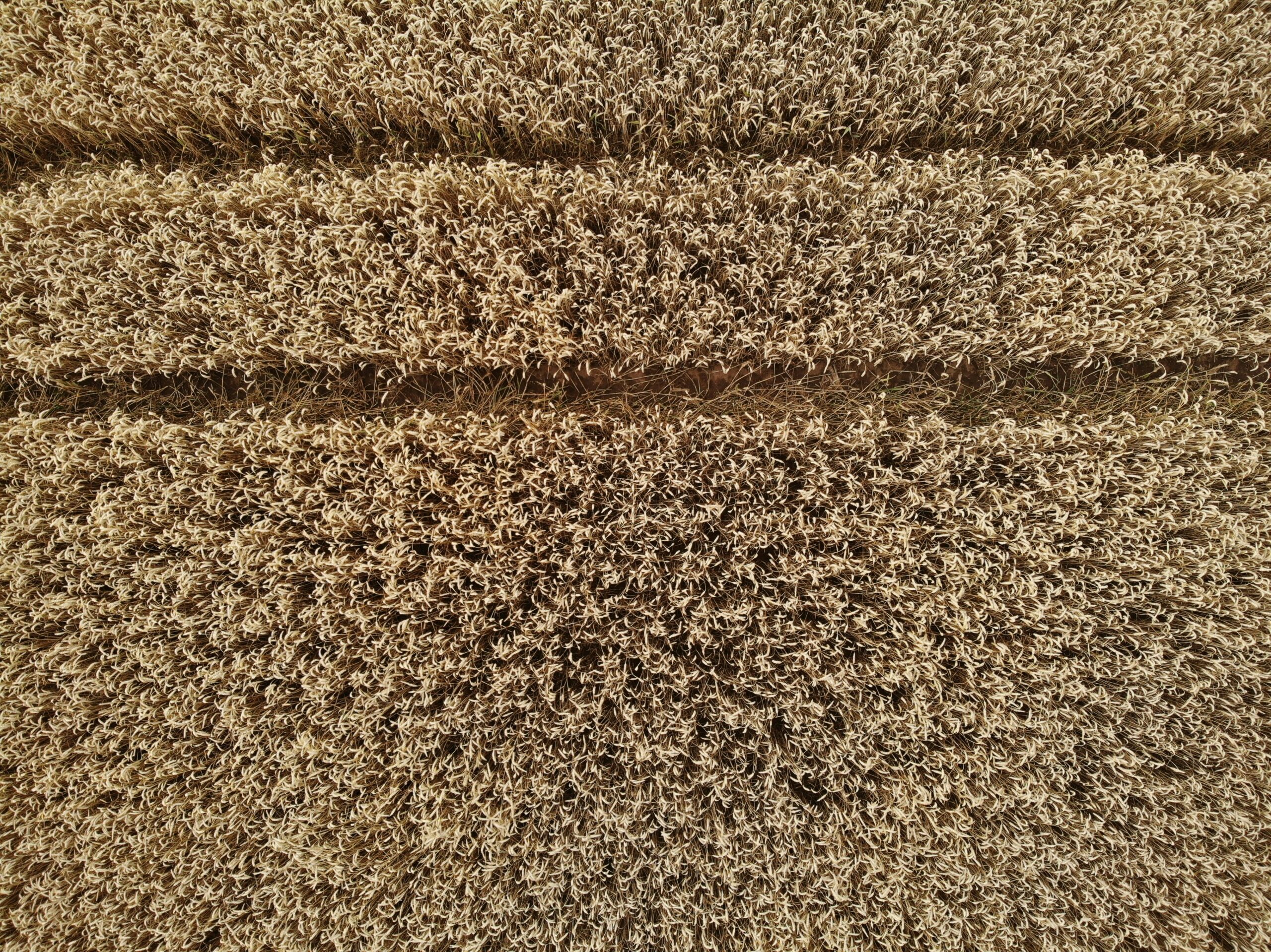 common carpet problems