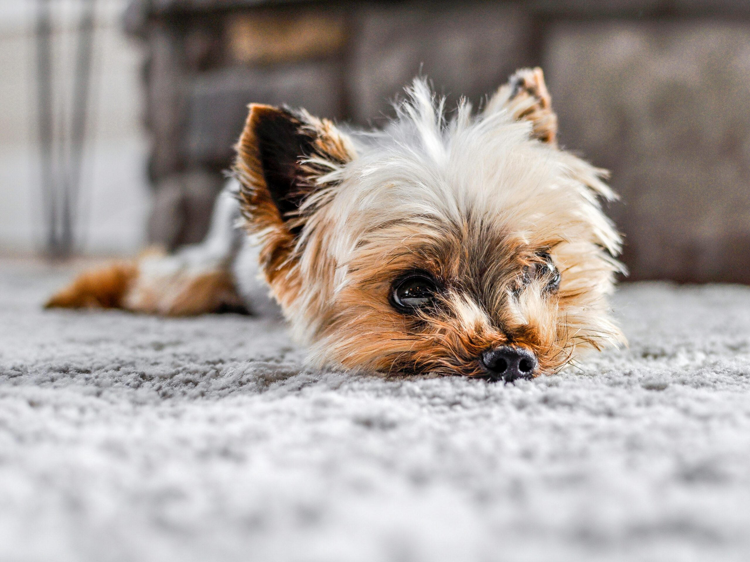 Common carpet problems that can ruin the look and comfort of your home 2 photo 1667940960134 c26bd8edf1e6 scaled