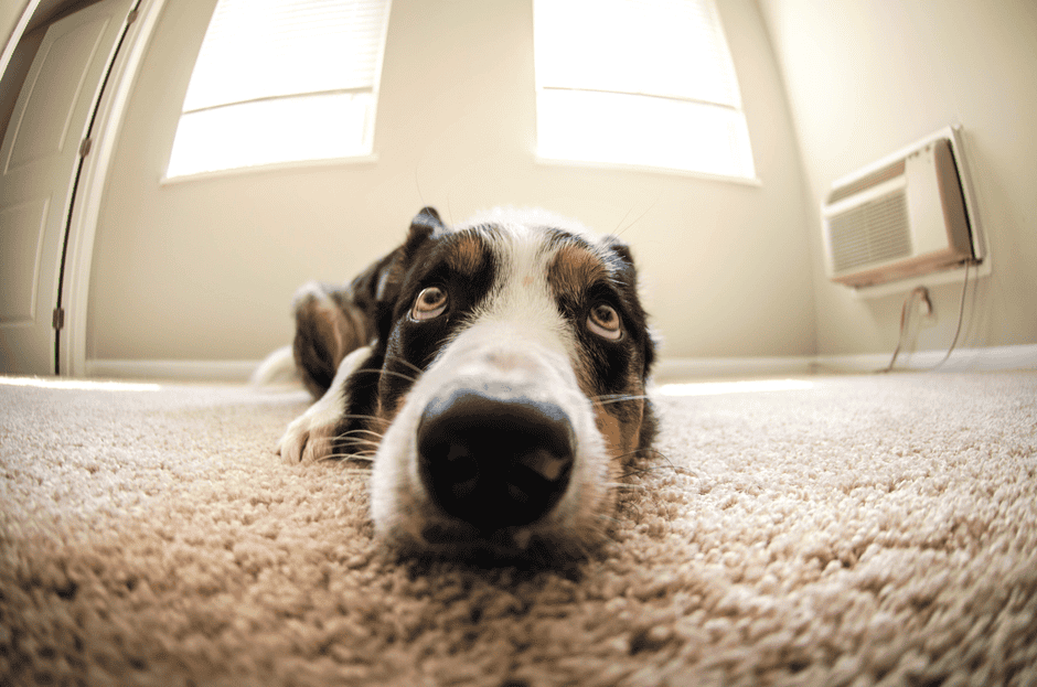 buying new carpet