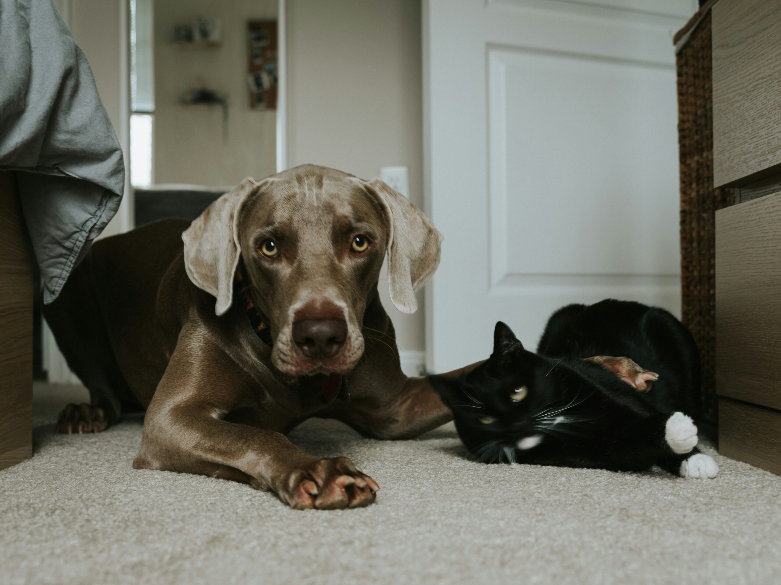 carpet maintenance tips
